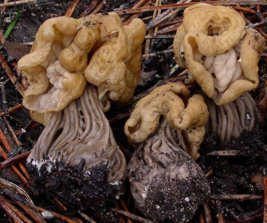 Helvella pityophila scheda fotografica